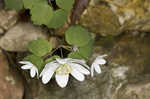 Rue anemone <BR>Windflower